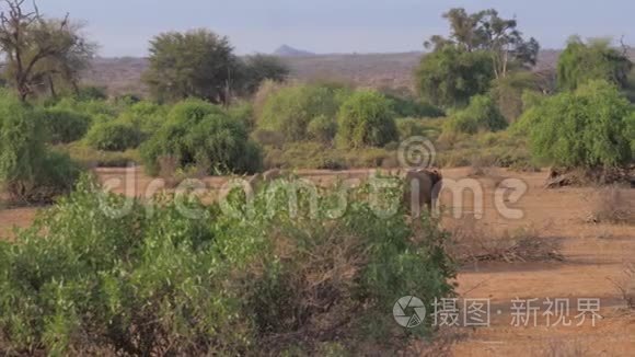 大象家族在非洲热带草原保护区的棕色热土上