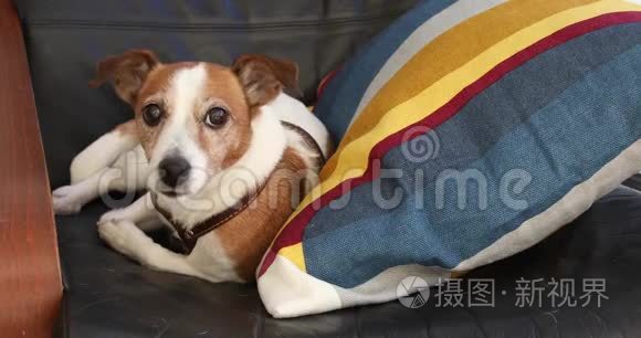 狗杰克罗素猎犬躺在扶手椅上视频