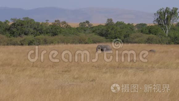 一群大象在田野上，长满了非洲大草原上干枯的草