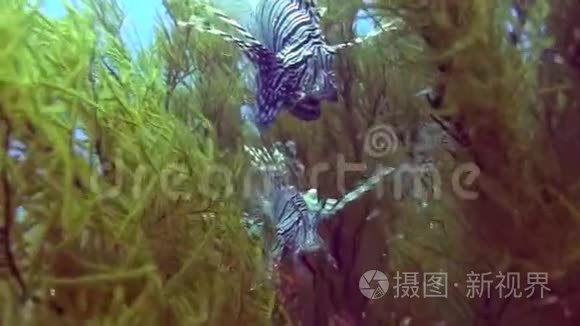 红海珊瑚花园中的狮子鱼视频