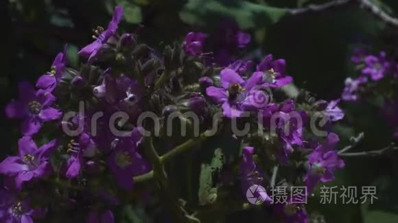 春天公园里的鲜花和蜜蜂飞来飞去