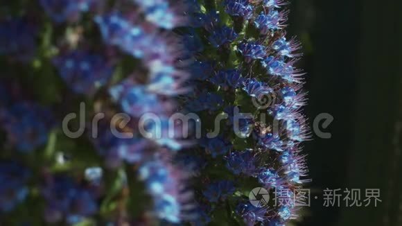 春天公园里的鲜花和蜜蜂飞来飞去