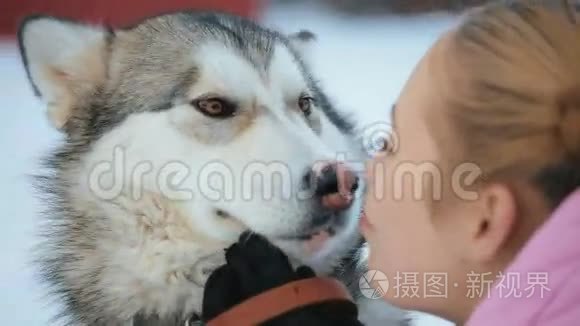 马拉木特犬种画像视频