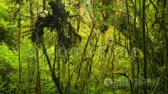 热带雨林的灌丛视频