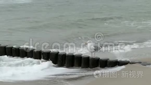 波罗的海海滩上巨大的黑背海鸥之路。 暴风雨天气