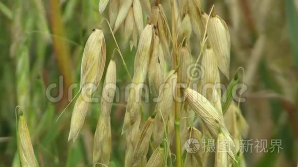 燕麦金广泛种植的谷物细枝末节牲畜饲料健康饮食食品