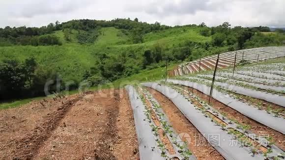 视频模糊美丽的绿色草莓有机农场和蓝天景观自然户外背景1