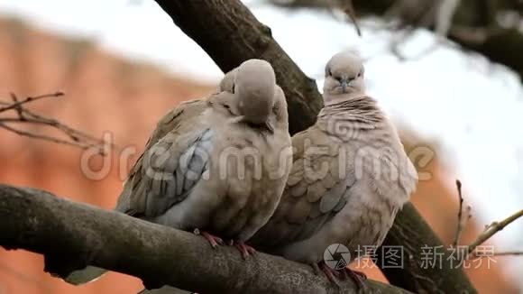 欧亚大陆的鸽子在树枝上视频