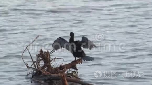 栖息在池塘中的鸬鹚视频