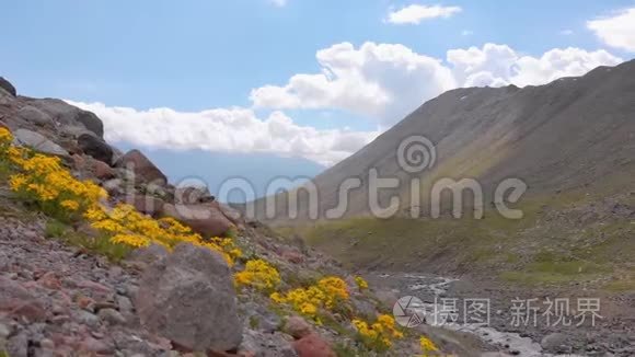 格鲁吉亚高加索山脉美丽的黄花视频