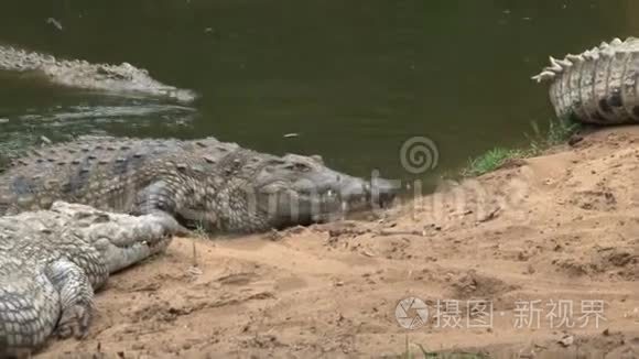 尼罗河鳄鱼从水中浮出水面视频