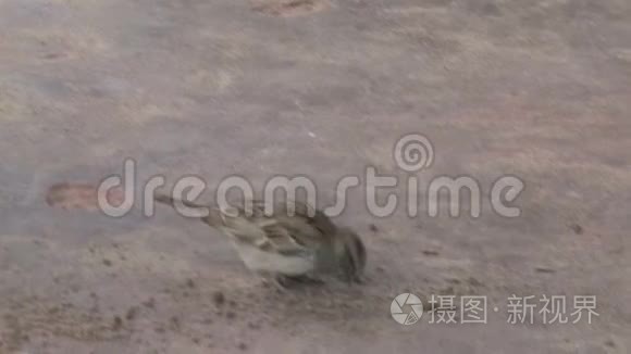 棕色的小鸟在沙滩上觅食视频