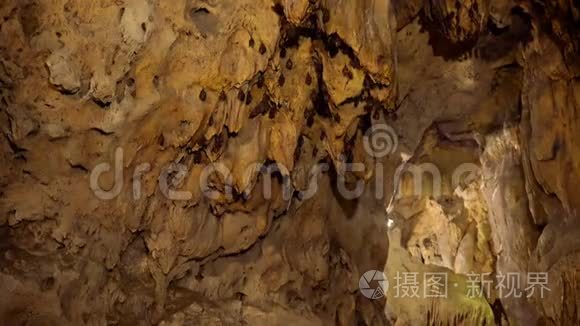 吊在洞穴天花板上的蝙蝠视频