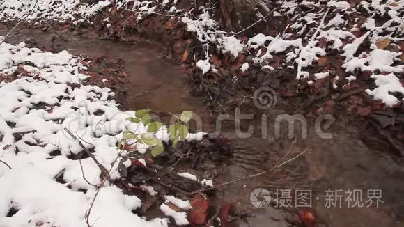 落叶飘浮在林溪上