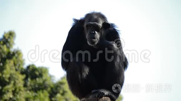 树上常见的黑猩猩视频