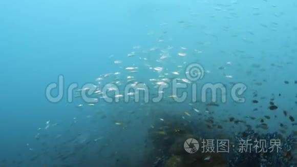 一群潜水员浮出水面视频