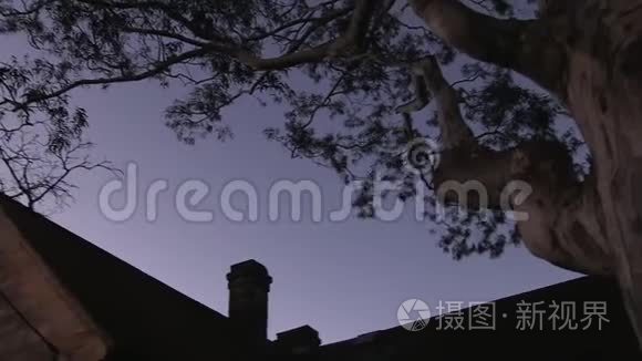 一棵大树和一间闹鬼的房子视频