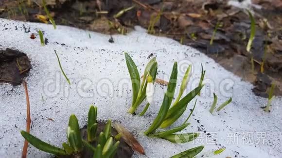 白色的花蕾盛开的雪花折叠或在森林中白色的雪上滴着水滴的苍兰花