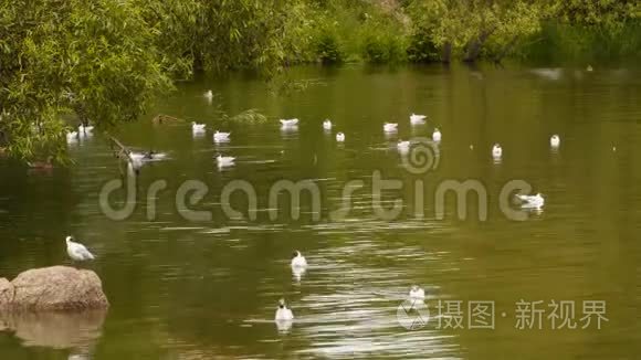 海鸥和鸭子在海边的海里游泳