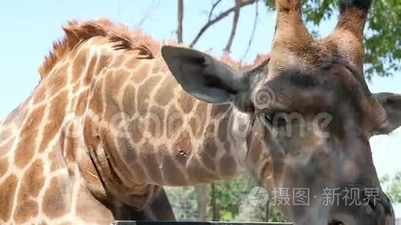 长颈鹿在国家公园视频