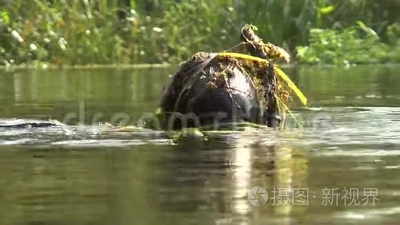 水下猎人从漩涡中出现视频