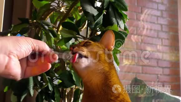 阿比西尼亚猫吃奶油汤视频