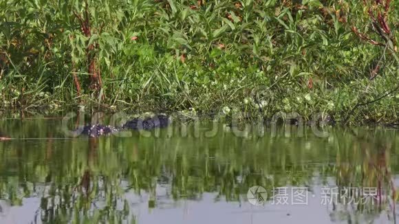 季节两只大型鳄鱼打架视频