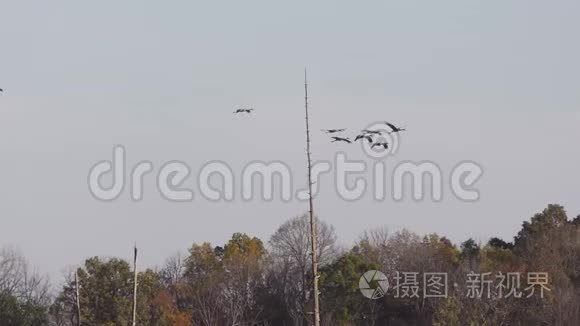 沙丘鹤在迁徙过程中降落在沼泽视频