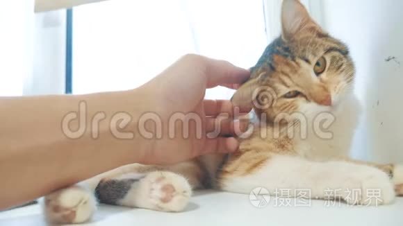 有趣的视频猫。 猫试图从躺在桌子上的窗台上掉下来。 慢动作视频。 三色猫宠物