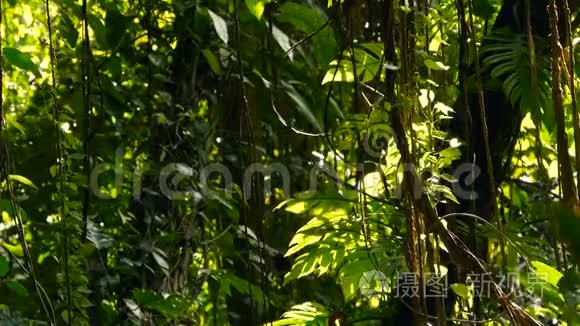 丛林景观。 异国情调的亚洲森林。 苔藓藤本悬挂在雨林的树冠上。 绿色自然背景