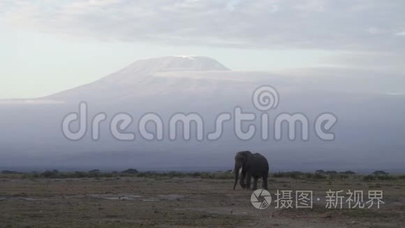 在肯尼亚的大草原上行走的大象视频