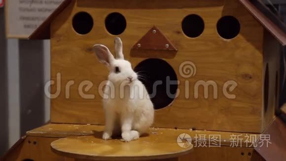 宠物动物园里的白兔视频