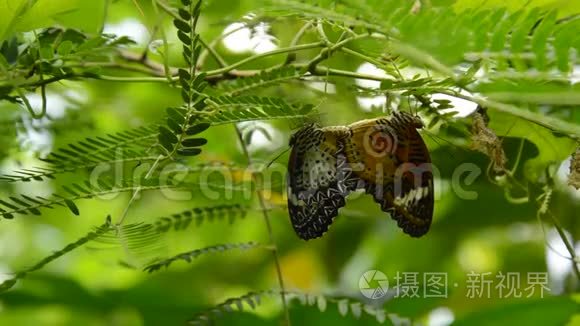 蝴蝶在花园的树枝下流血短视频