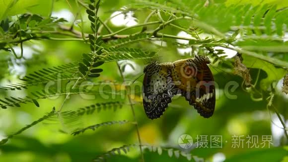 蝴蝶在花园的树枝下流血视频