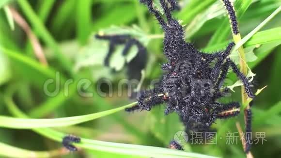 以荨麻为食的孔雀蝴蝶视频