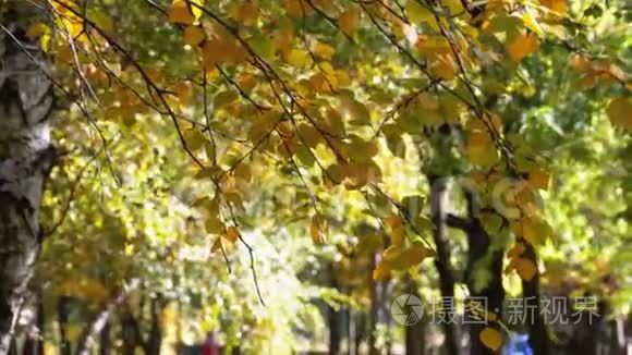 公园树枝上秋黄的叶子