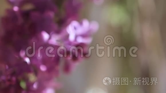 丁香花在花瓶中放大