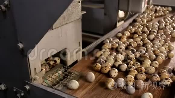 鸡蛋壳塑料工分拣手农民鹌鹑视频