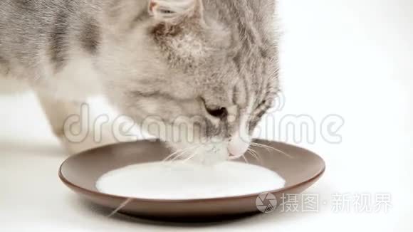 猫饮料牛奶视频