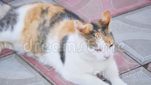 一只三色猫躺在地上视频