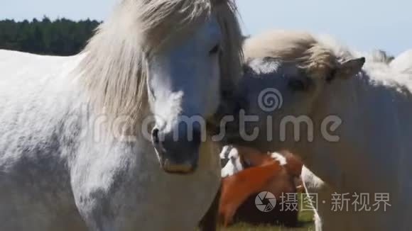 荷兰阿姆兰沙丘上的两匹马