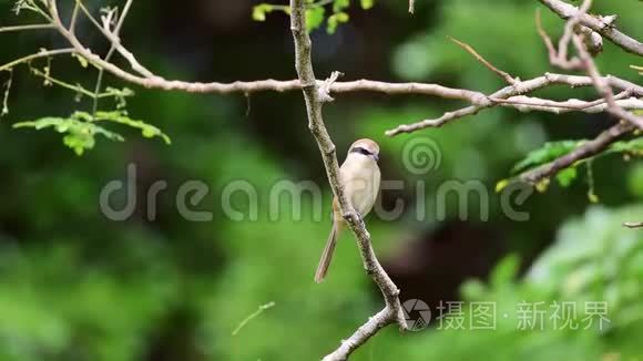 野鸟在大自然中的树上