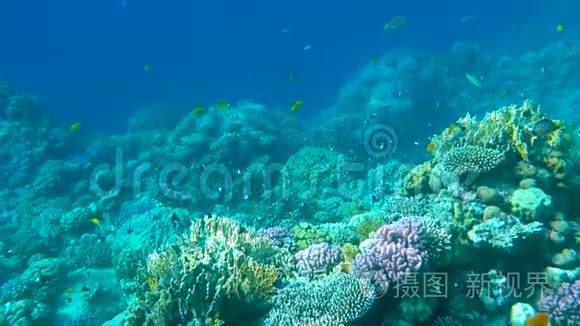 五彩缤纷的热带鱼和美丽的珊瑚视频