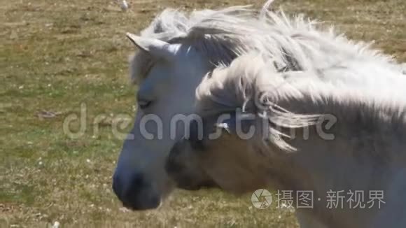 荷兰阿姆兰沙丘上的两匹马