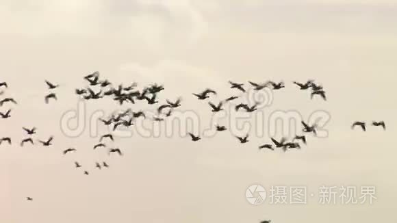 一大群大雁飞向天空视频