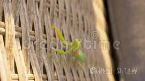 在柳条椅上祈祷螳螂昆虫视频