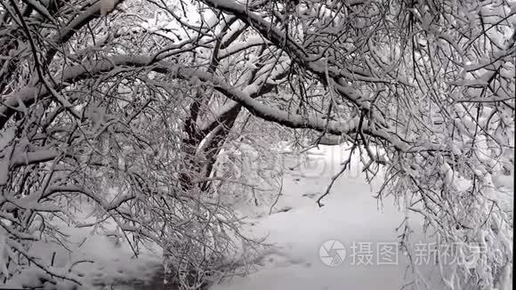 树木因雪重而弯曲