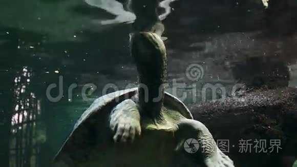 大型水龟吸入空气视频