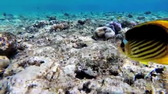 蝴蝶黄鱼等彩鱼漂浮在红海附近的珊瑚礁上.. 埃及