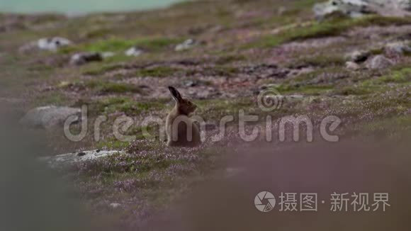 山野兔，莱普斯胆怯，在林紫石楠在山坡在凯恩斯NP，苏格兰7月。